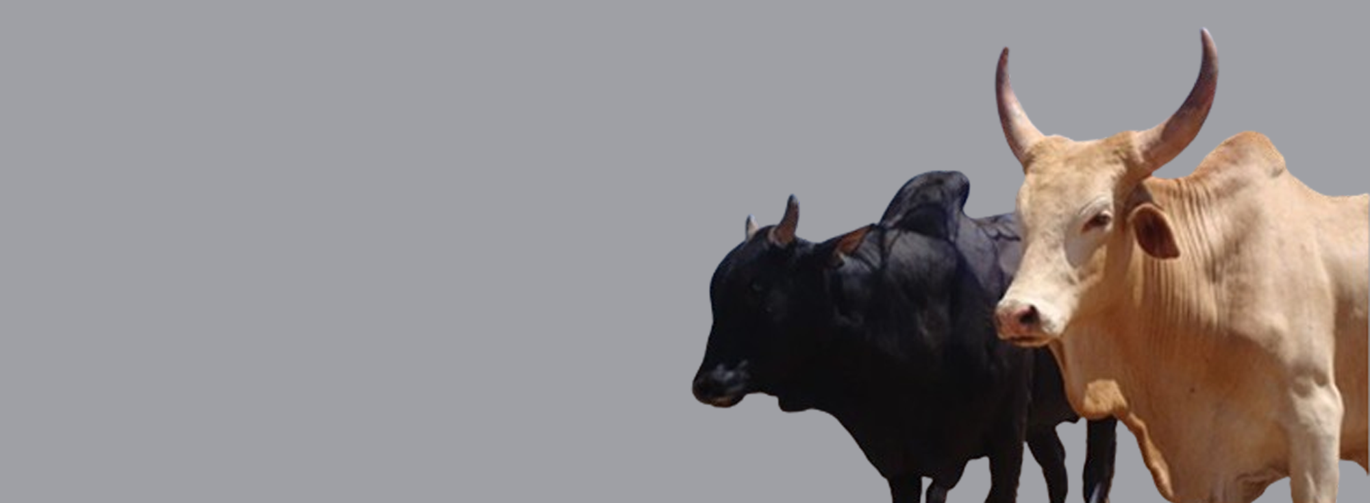 gift-card-slideshow-03